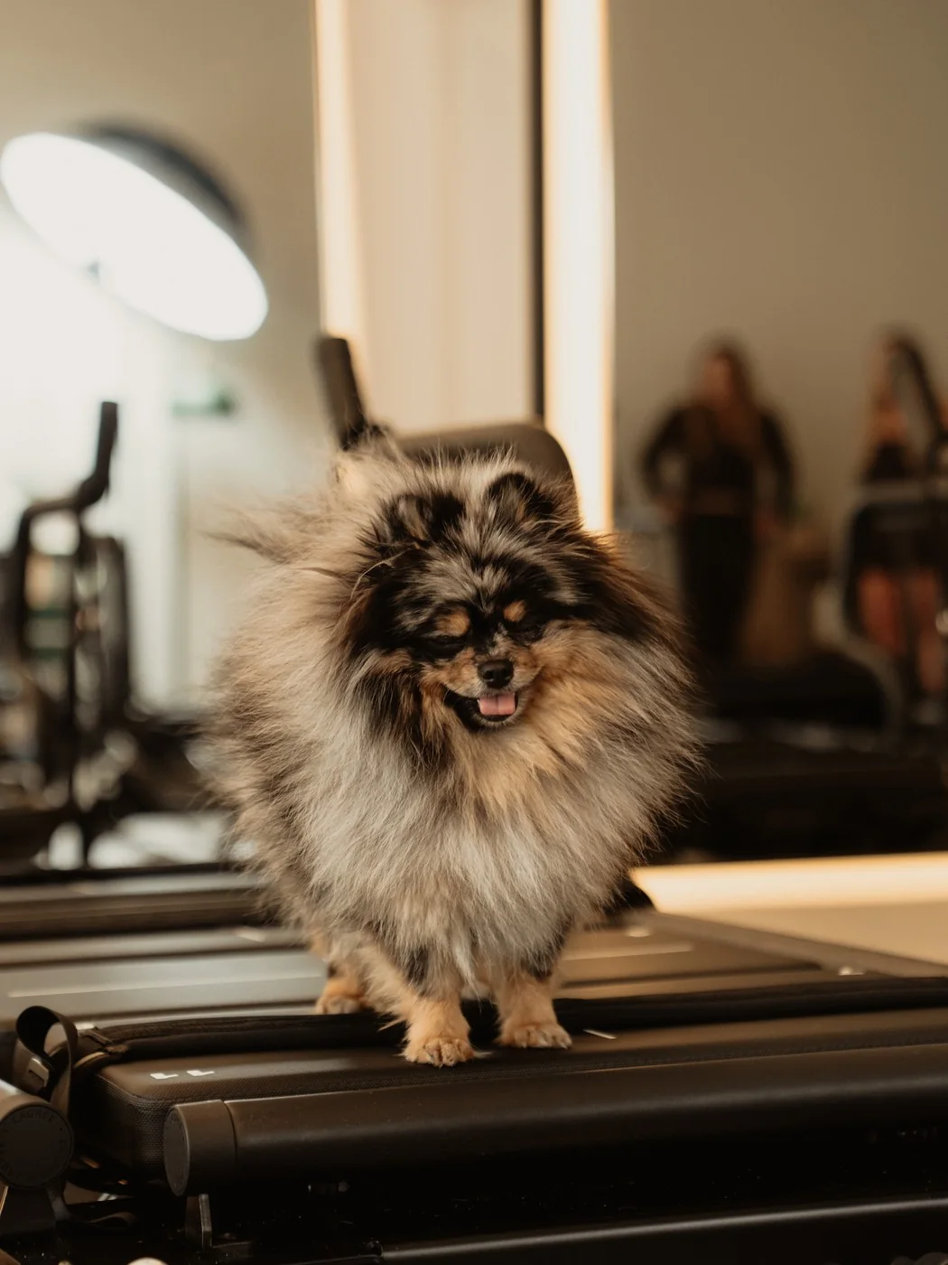 Miso standing on a Mega Pro carriage in the studio